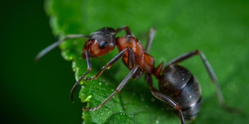Ants