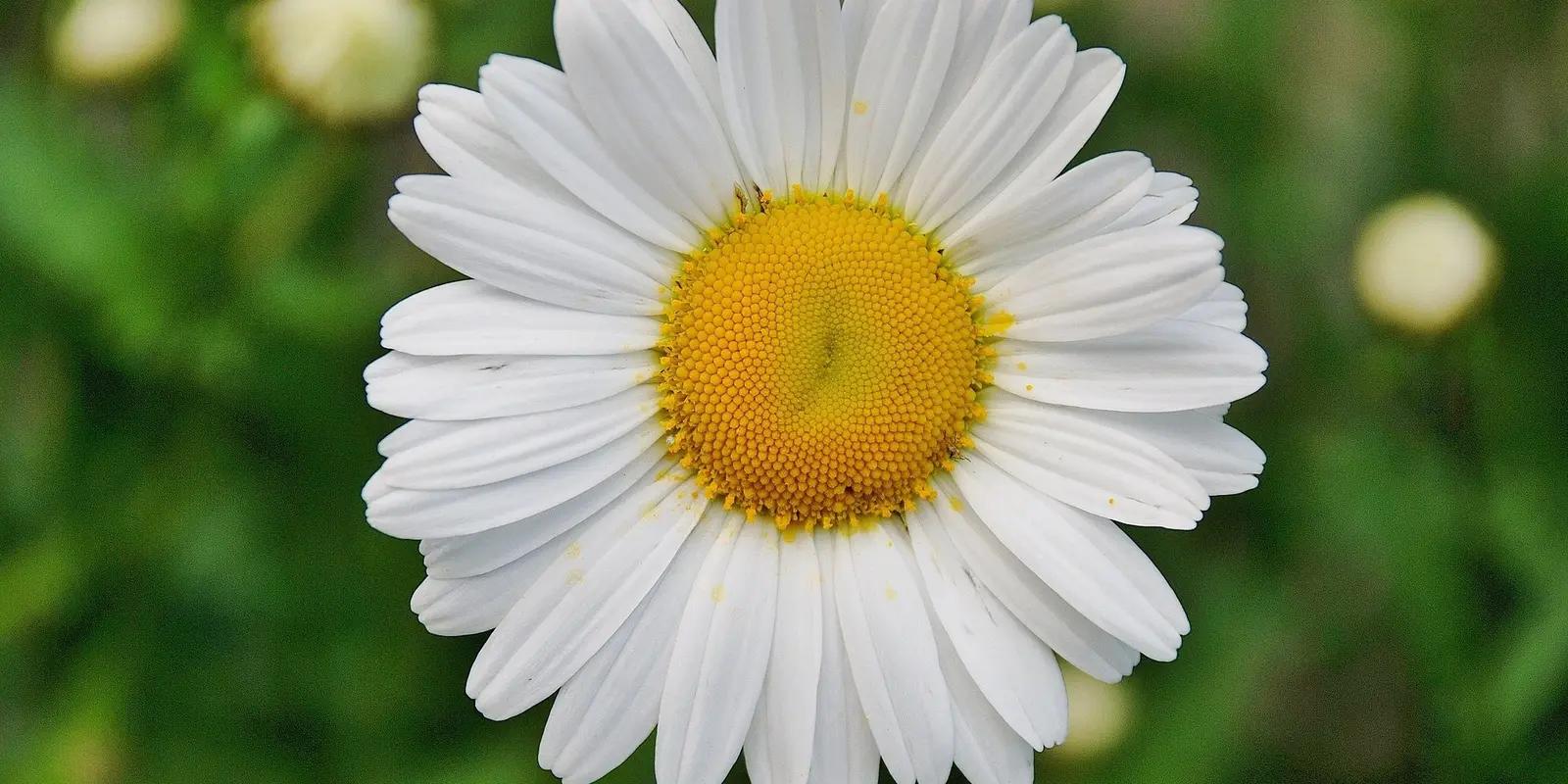 Daisy flower with white petals and bright yellow center against green background.
