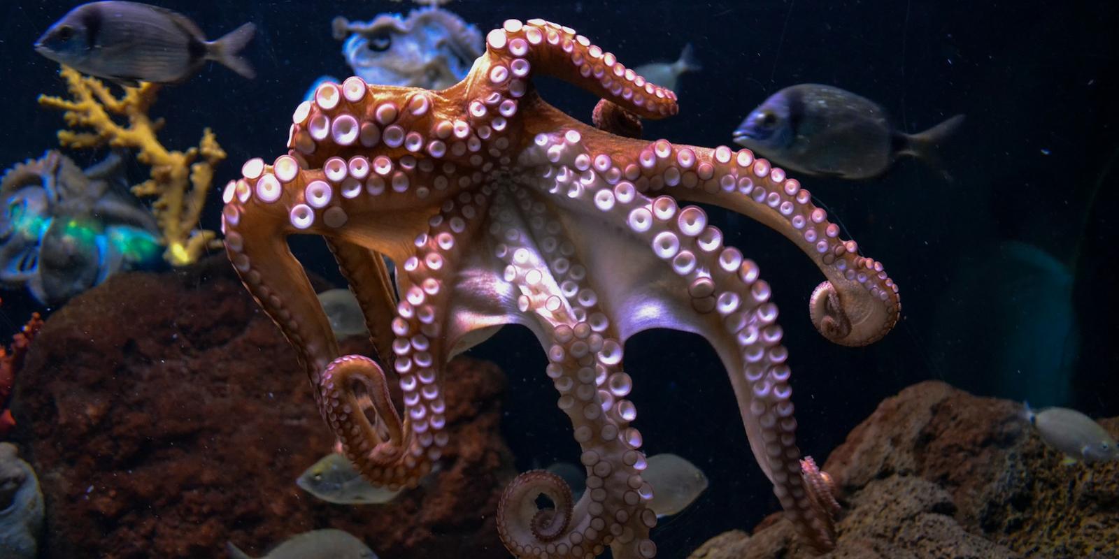 Octopus with copper-colored tentacles and pink suction cups swimming in an underwater aquarium setting with coral and fish.