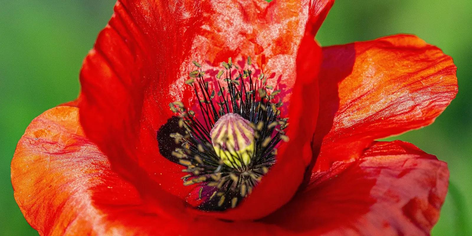 Closeup of a red poppy flower showing delicate petals and dark center with stamens.