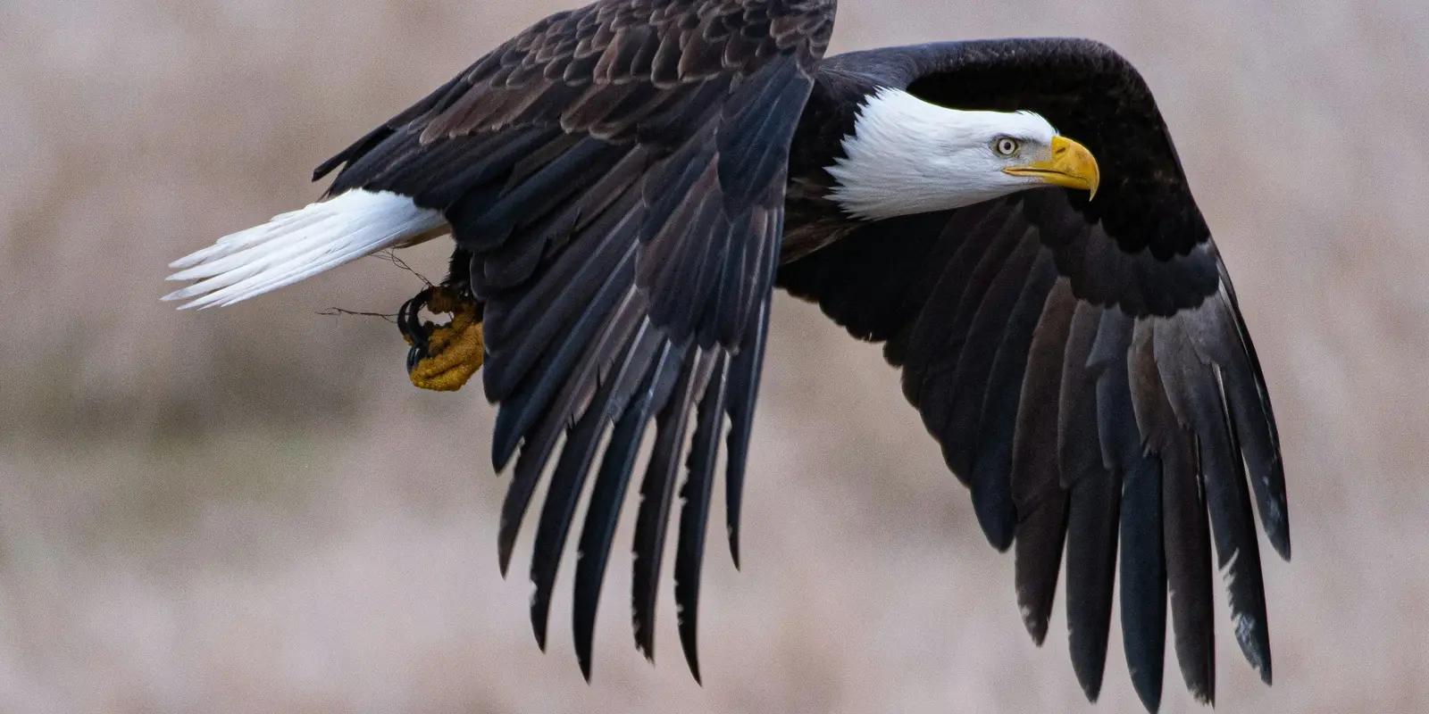 Bald eagle in flight with wings outstretched against blurred background.