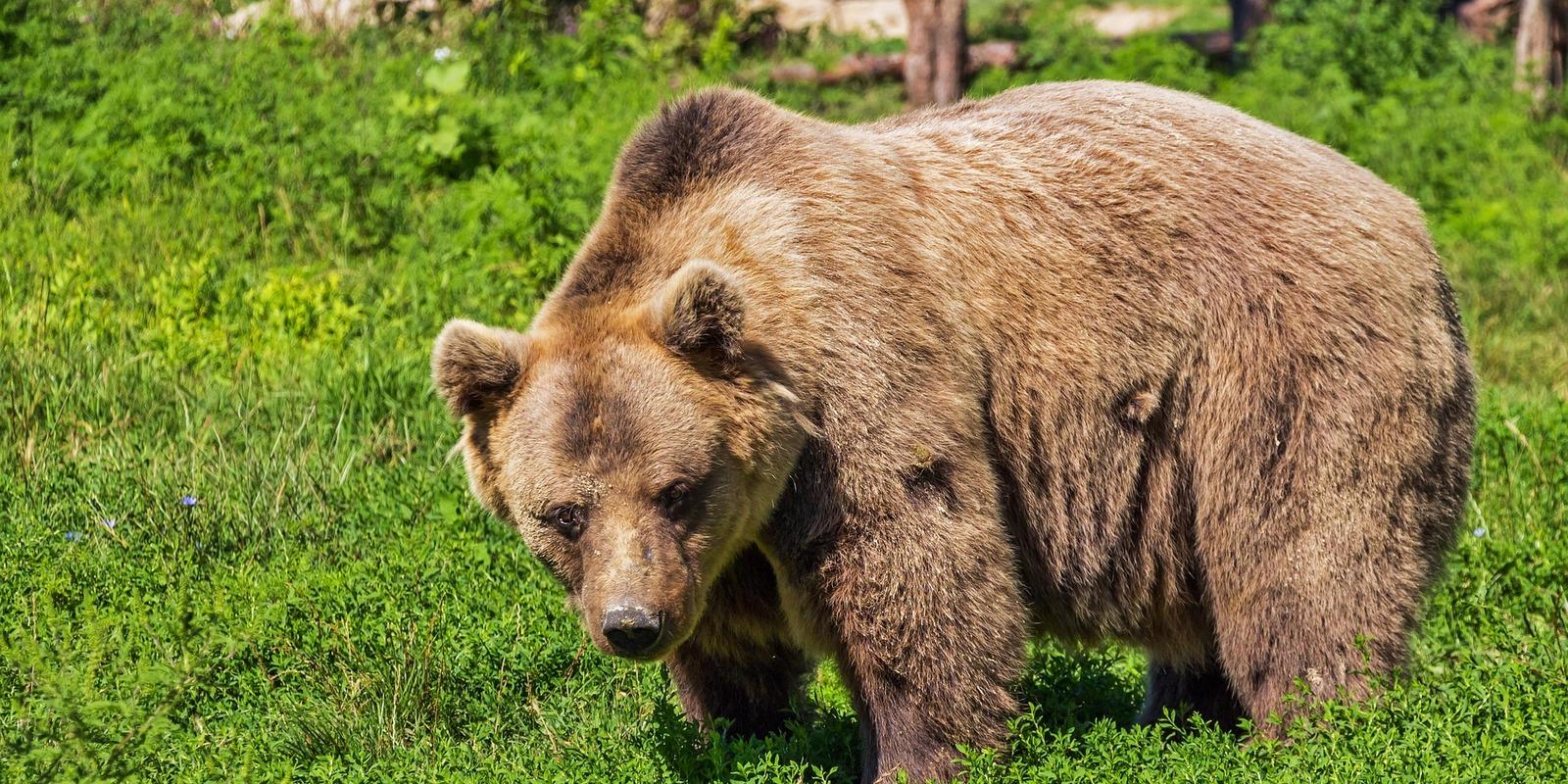 Brown bear walking through bright green summer meadow.