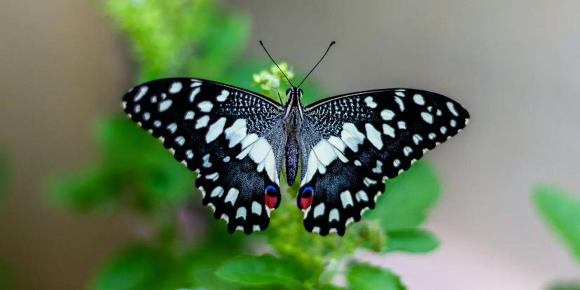 Butterflies