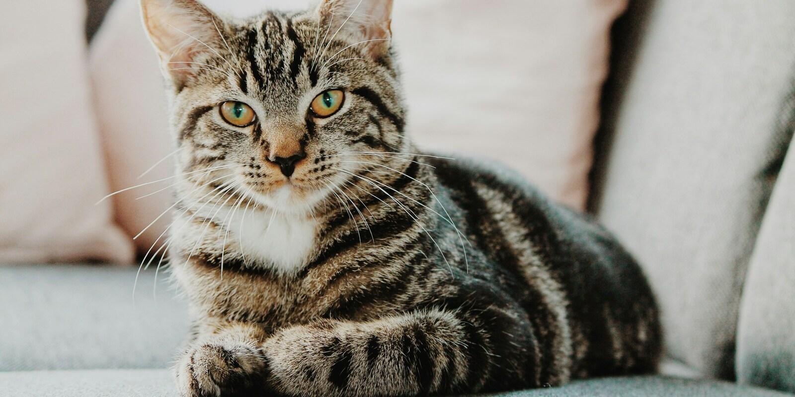 Tabby cat with bright green eyes relaxing on light-colored sofa.