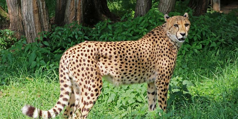 Cheetahs