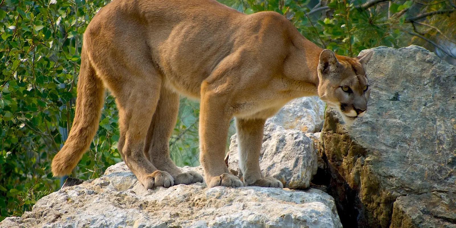 Mountain lion (cougar) standing alert on rocky ledge in natural habitat.