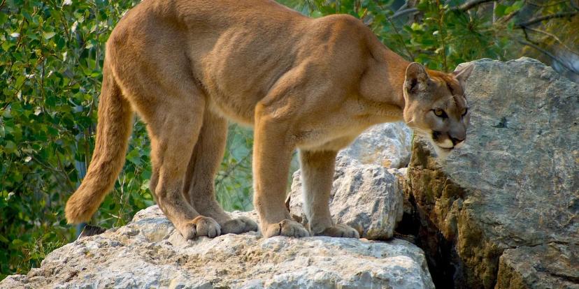 Cougars (Mountain Lions)