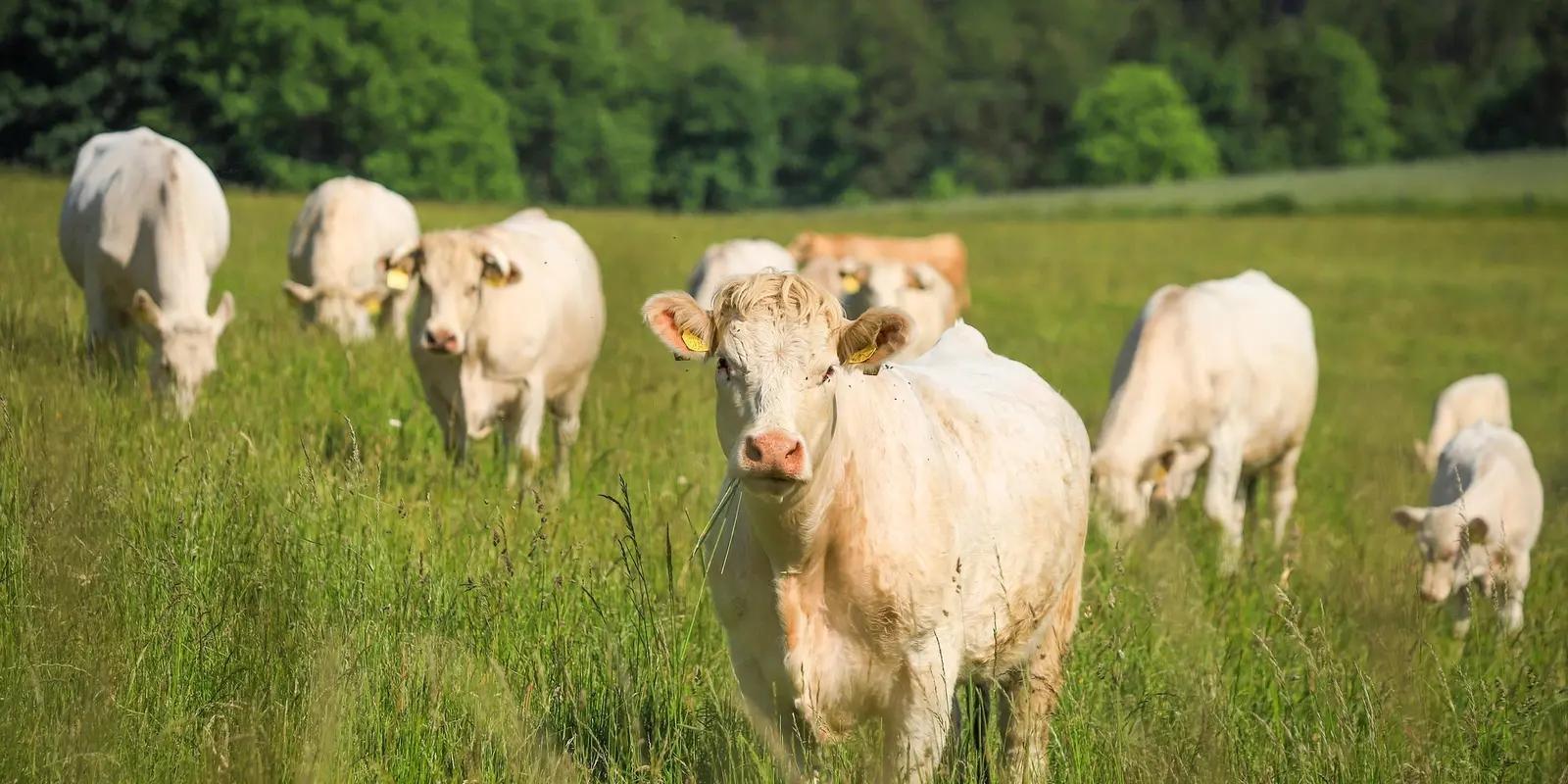 White cattle grazing in lush green pasture with forest backdrop.