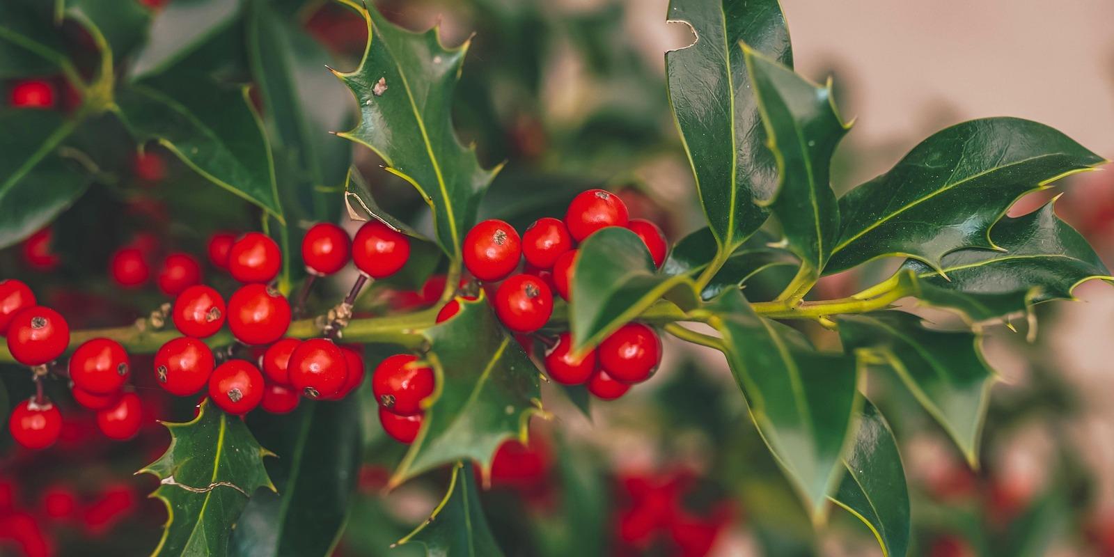 Close-up of holly plant with glossy green pointed leaves and bright red berries.
