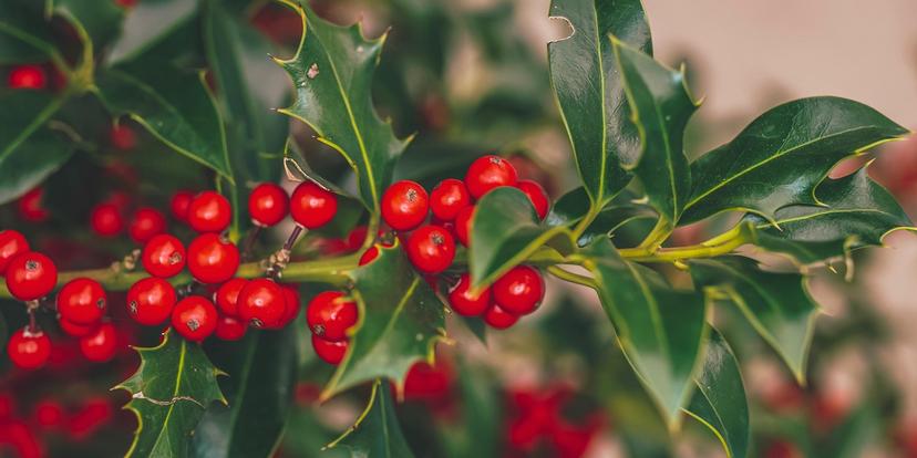 December (Month)
