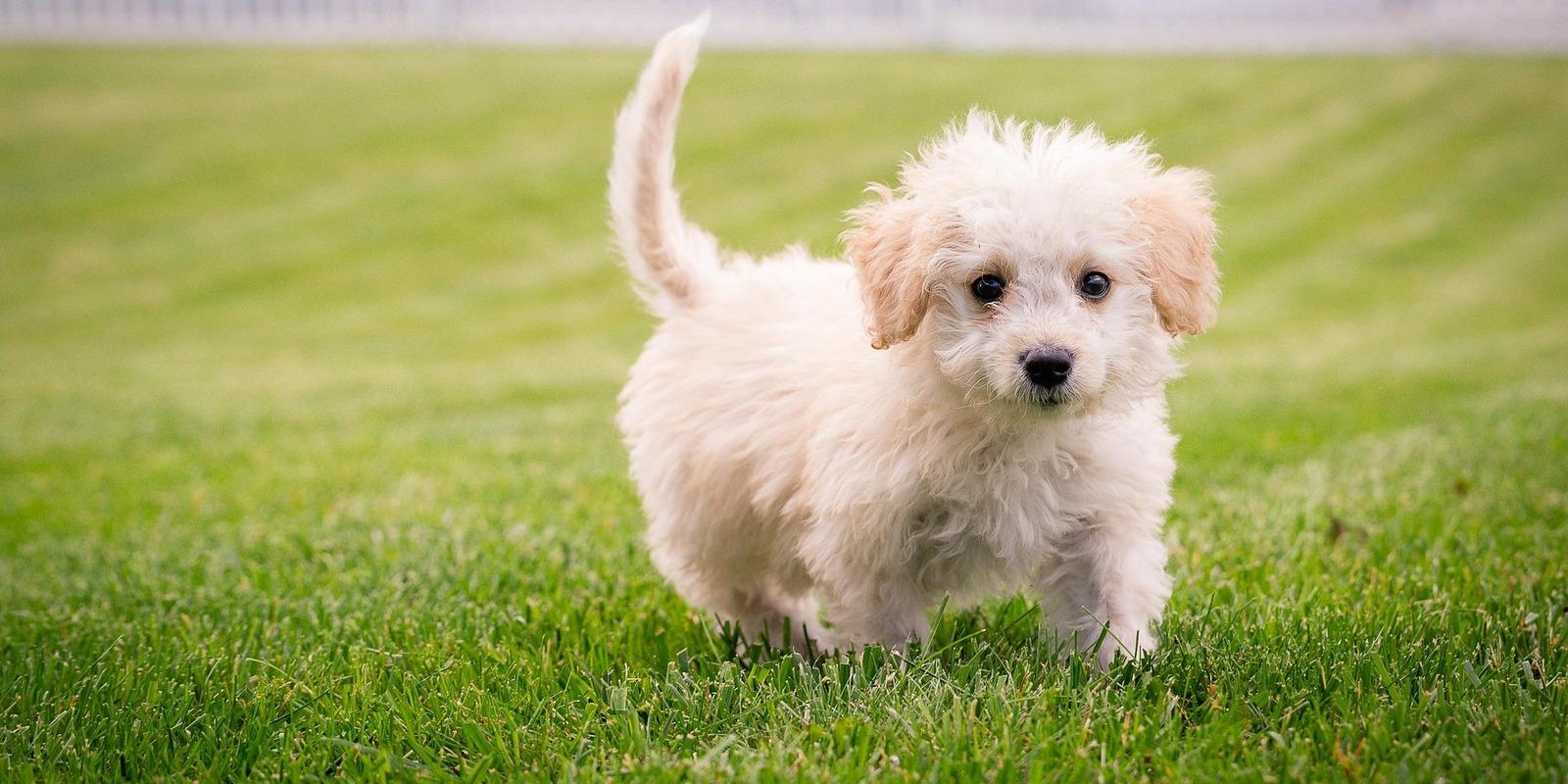 Small white fluffy puppy with cream-colored ears standing on green grass with tail up.