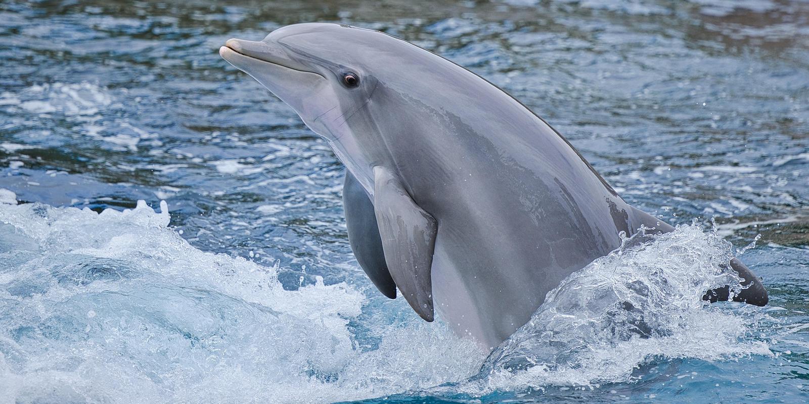Bottlenose dolphin emerging from splashing blue water with head and rostrum visible.