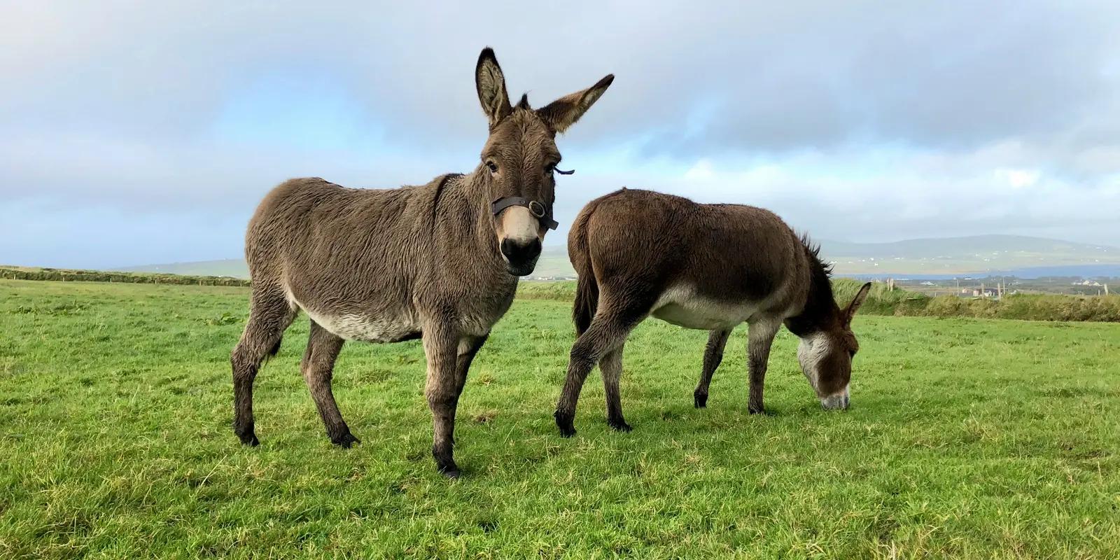 Two donkeys grazing in a green meadow with cloudy sky and rolling hills in the background.