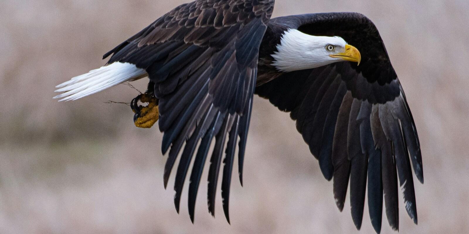 Bald eagle in flight with wings spread and distinctive white head against blurred neutral background.