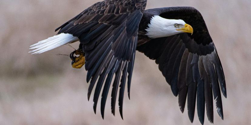 Eagles