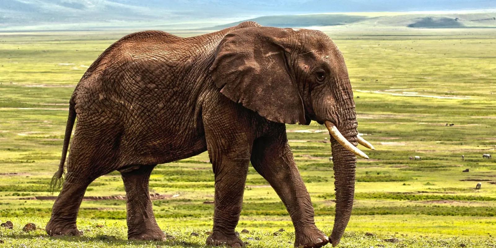 African elephant with ivory tusks walking across vast green savanna with mountains in the distance.