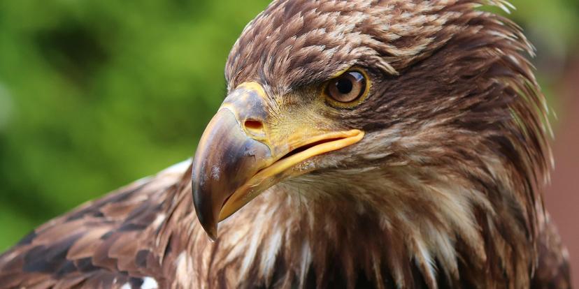 Golden Eagles