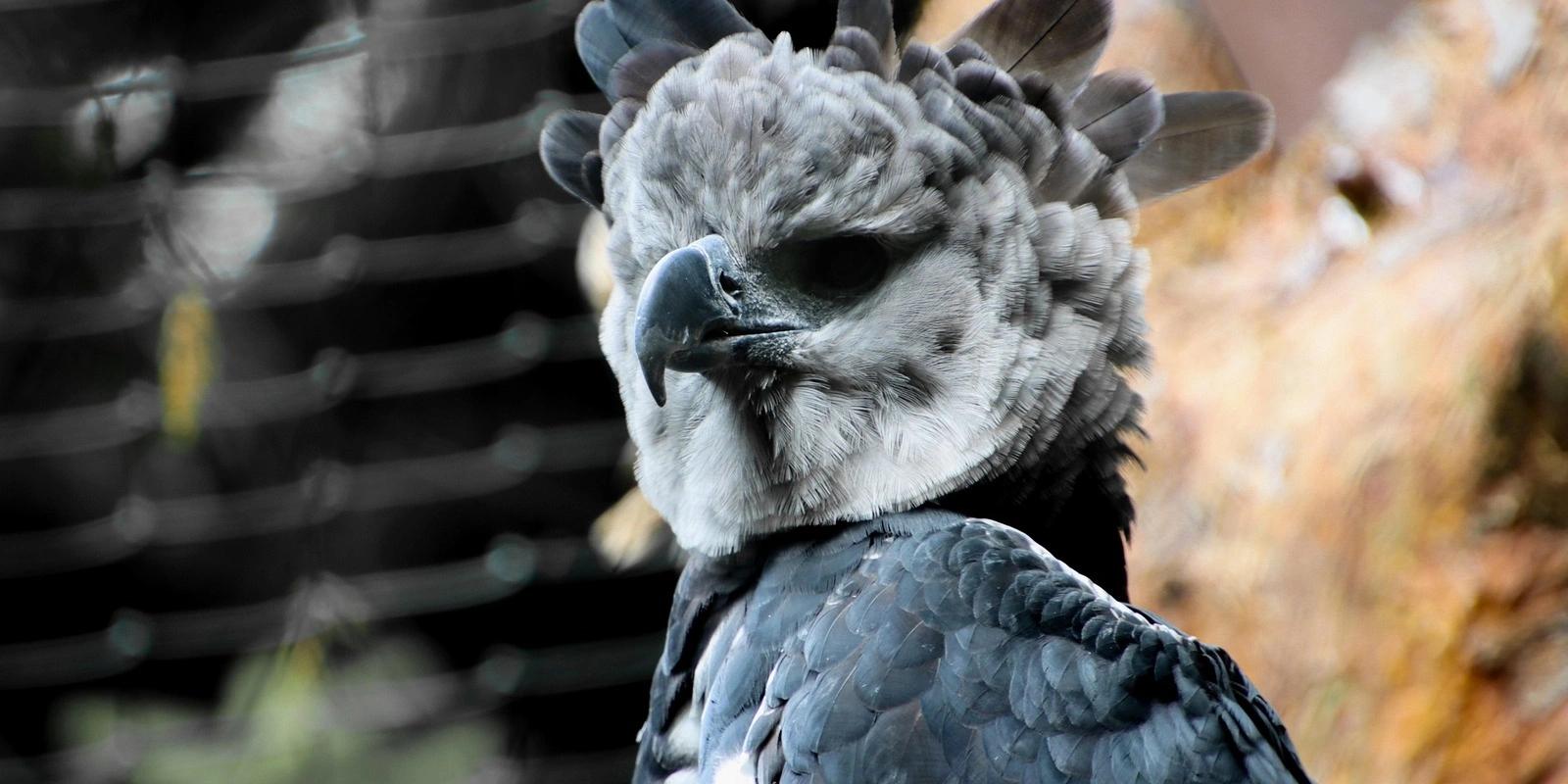Harpy eagle with distinctive slate-gray feathers and white facial disc against blurred natural background.