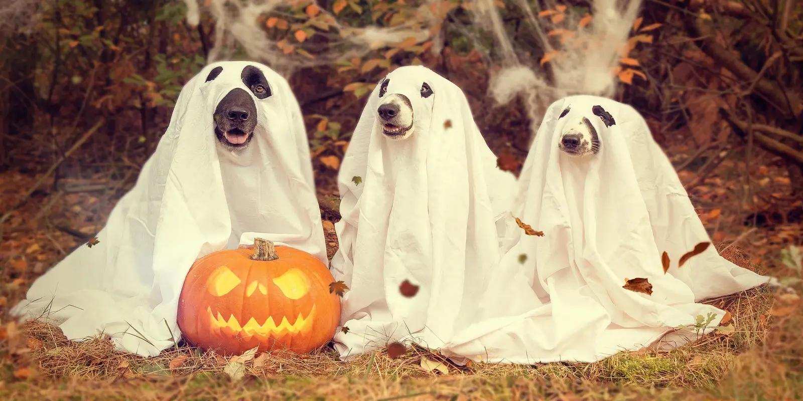 Three dogs dressed as ghosts for Halloween with sheet costumes and eye holes next to carved pumpkin.