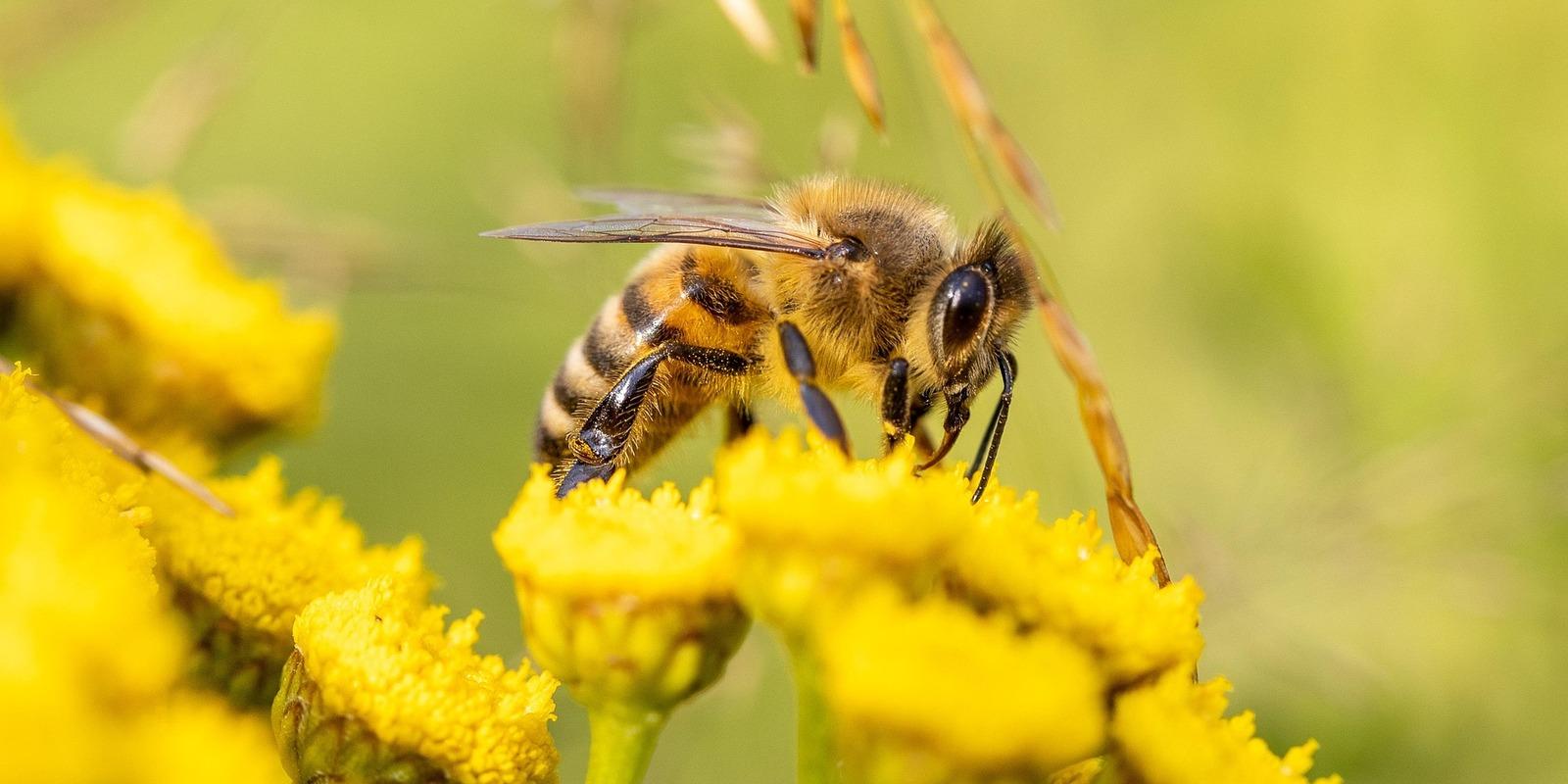 Honeybee collecting pollen from bright yellow flowers.
