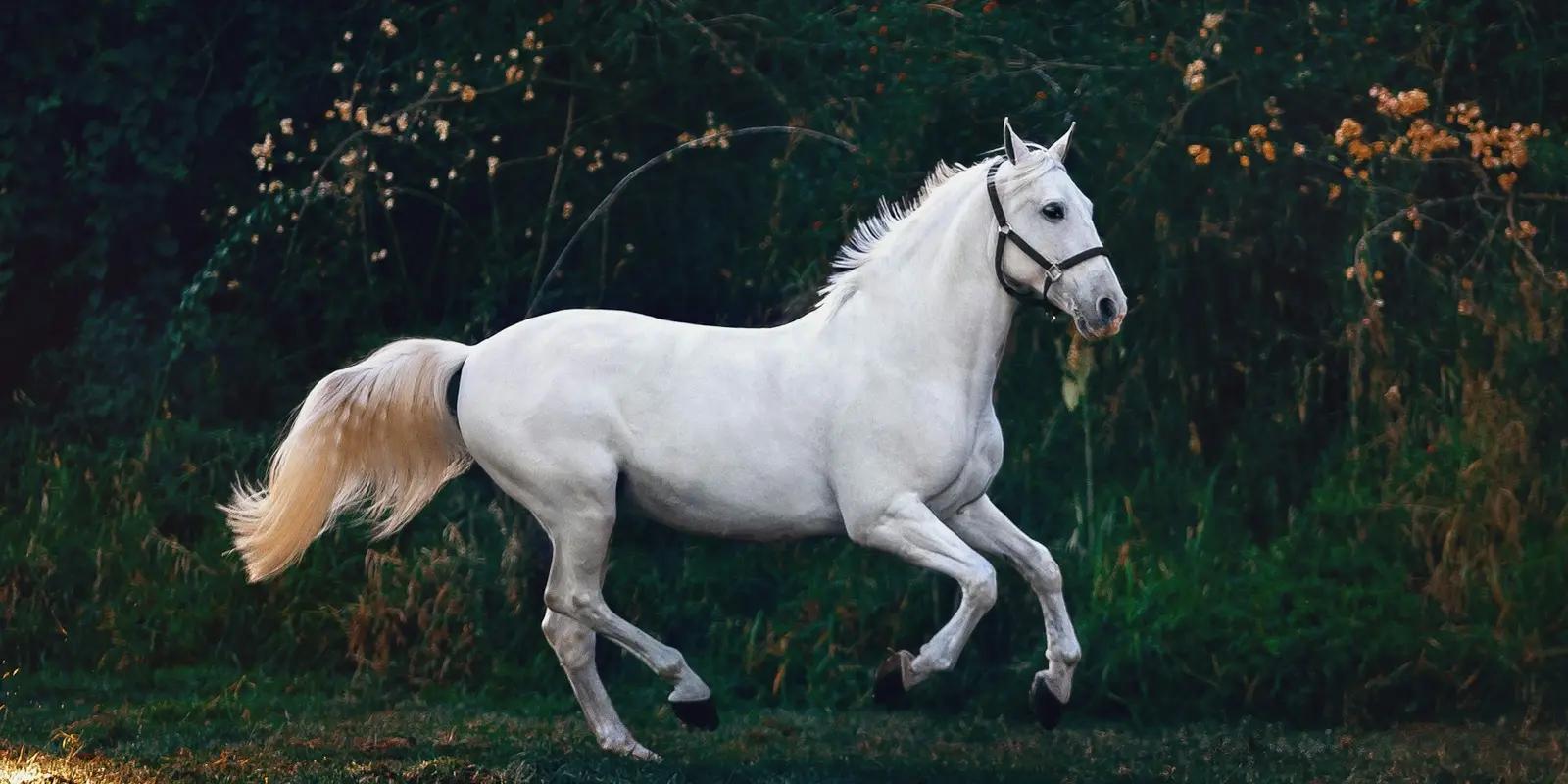 White horse with cream-colored tail running through field with dark green foliage background.