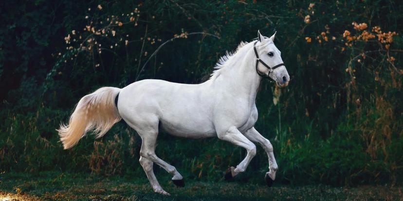 Horses