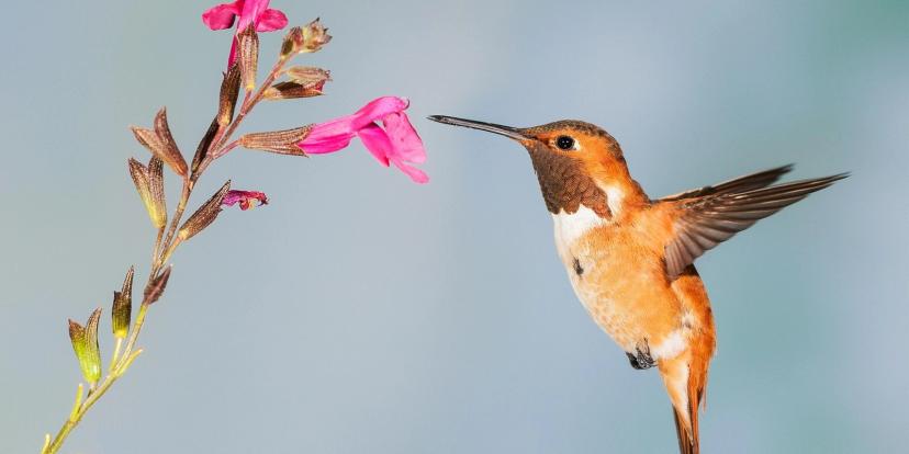 Hummingbirds