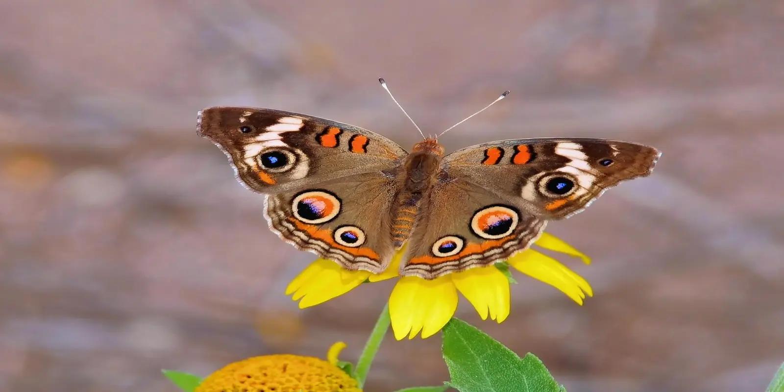 Common buckeye butterfly with colorful eyespot wing pattern perched on yellow flower.