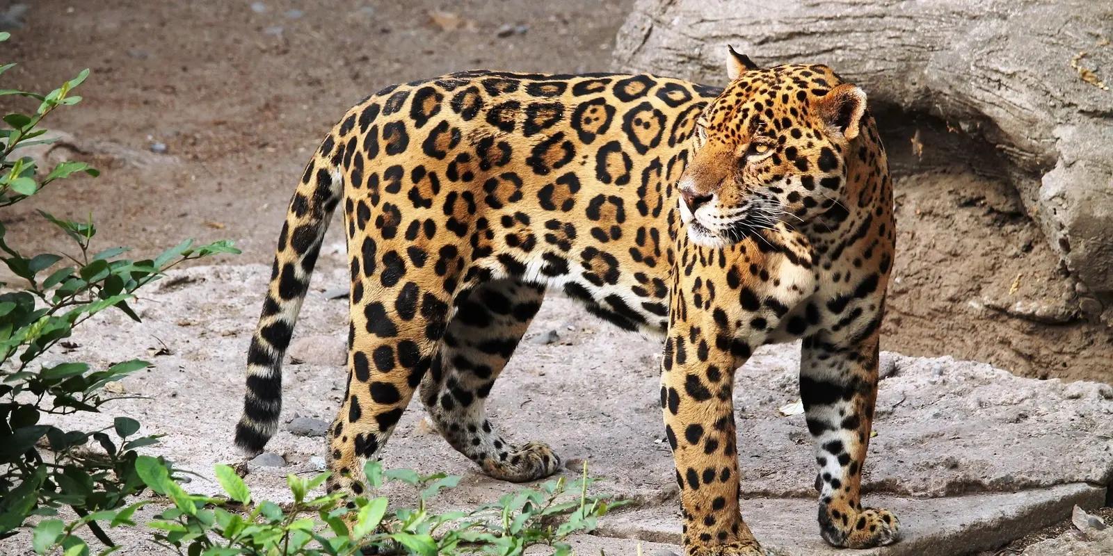 Jaguar with distinctive rosette pattern coat standing on rocky terrain in wildlife sanctuary.