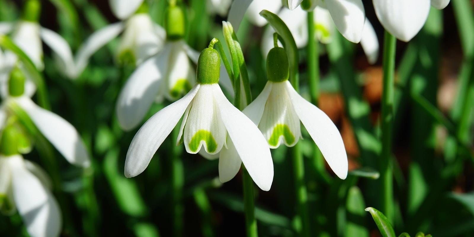 Delicate white snowdrops with green tips blooming in early spring garden.