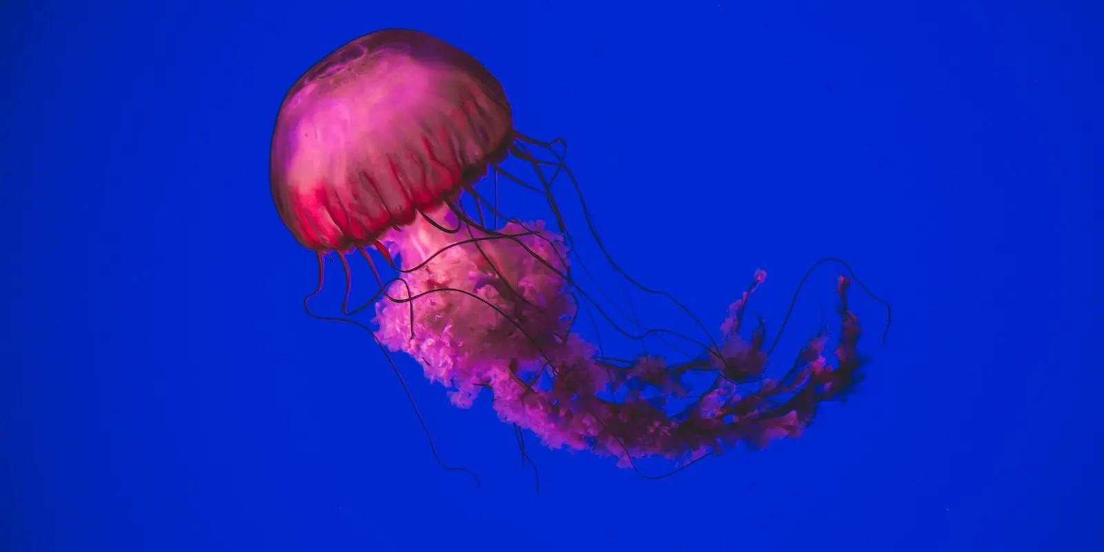 Vibrant pink jellyfish floating in deep blue water with long trailing tentacles.