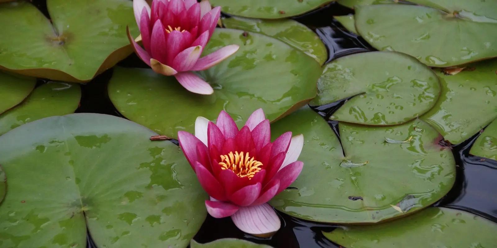 Pink water lily flowers with yellow centers blooming among circular green lily pads floating on dark water.