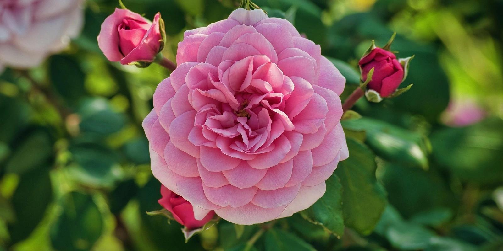 Blooming pink rose with layered petals surrounded by unopened buds against green foliage background.