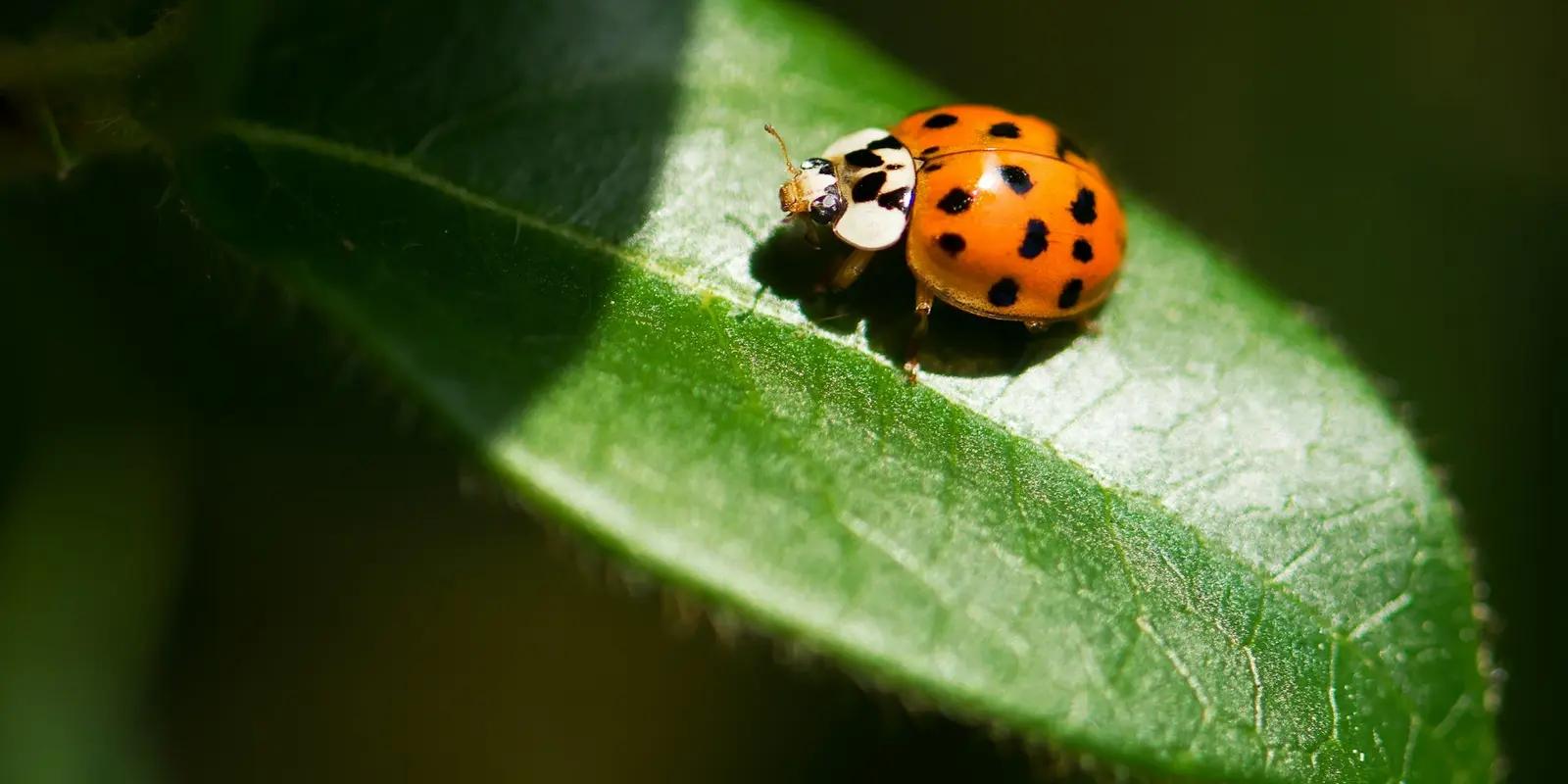 Orange ladybug with black spots resting on bright green leaf in sunlight.