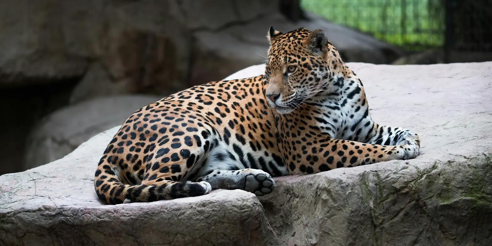Leopard resting on rock ledge with distinctive spotted coat pattern in a zoo enclosure.