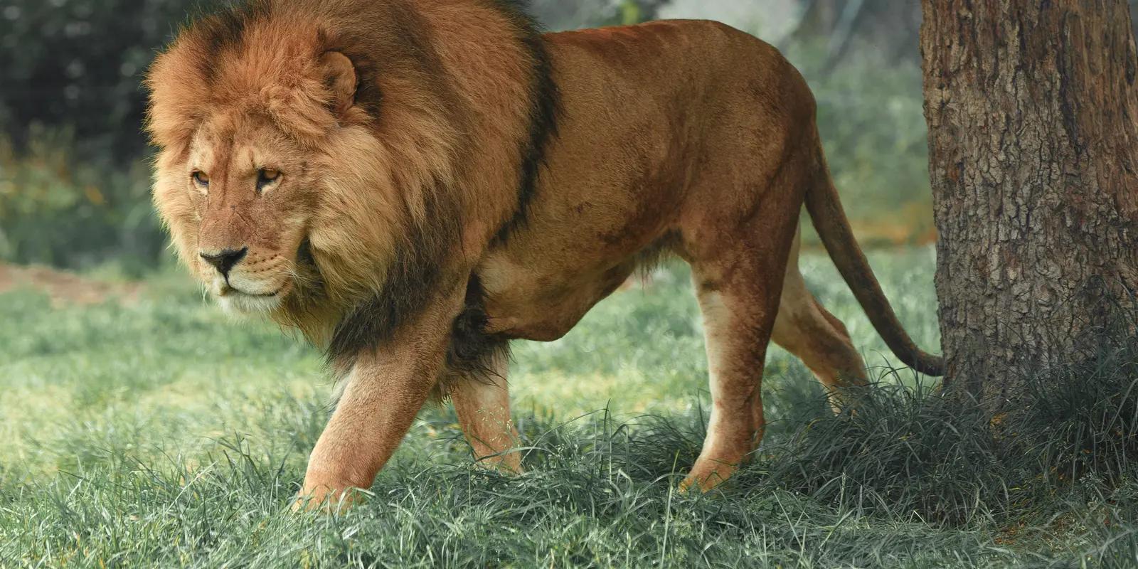 Male lion with full mane walking through grass near tree in natural habitat.