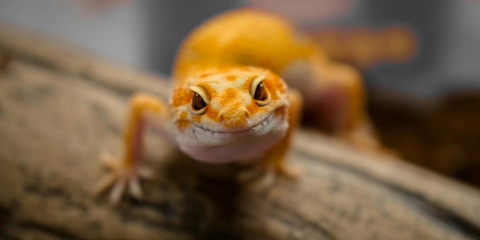 Orange leopard gecko with spotted pattern and distinctive eyes looking directly at camera.
