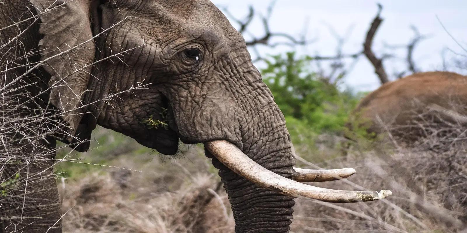 Close-up of African elephant's face showing wrinkled skin, eye, and large ivory tusk in natural habitat.