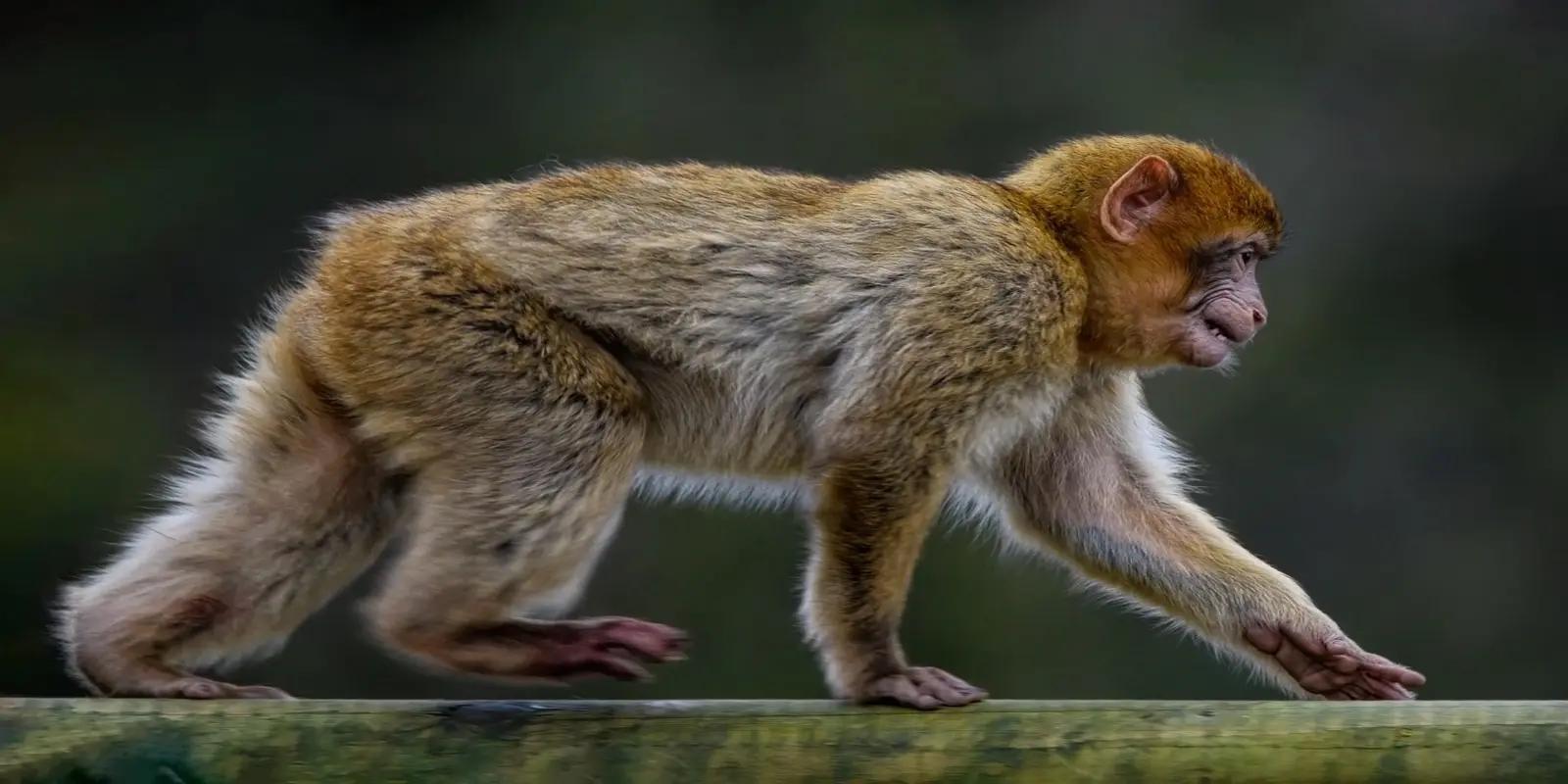 Young Barbary macaque monkey walking on wooden railing with tan and grey fur.