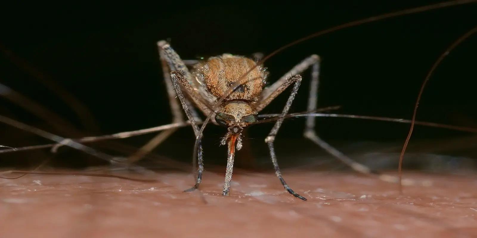 Close-up of female mosquito on human skin with proboscis inserted for blood feeding.