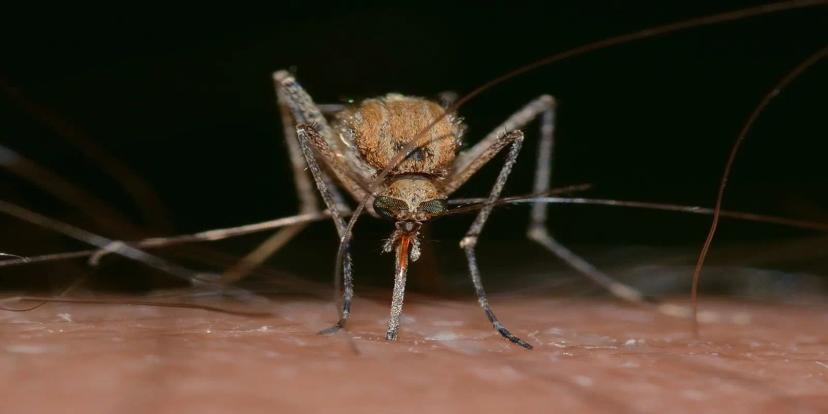 Mosquitoes