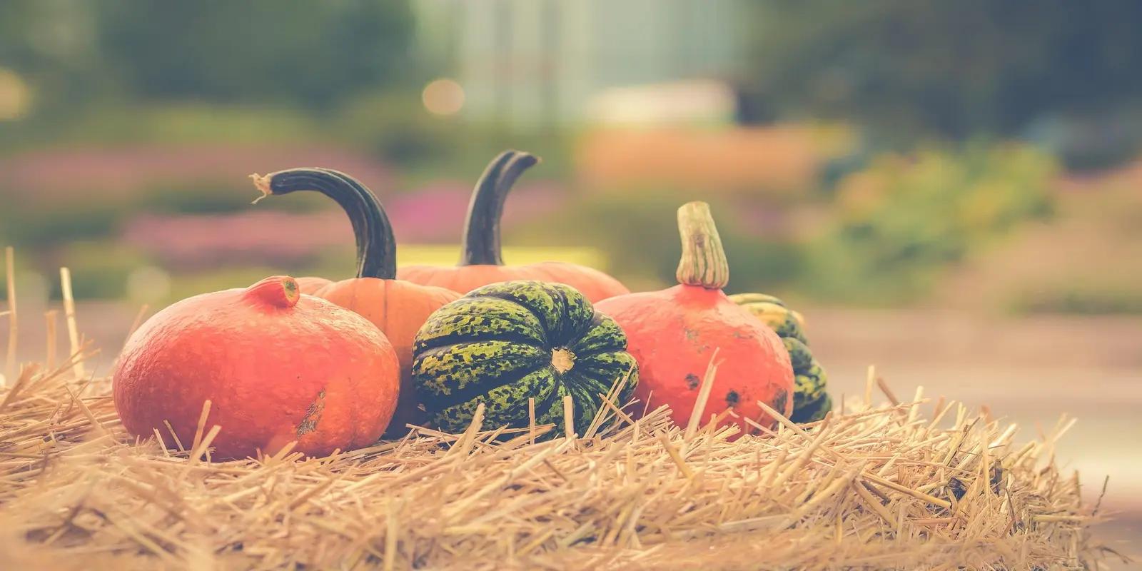 Assorted colorful pumpkins and gourds arranged on hay bale with soft autumn background.