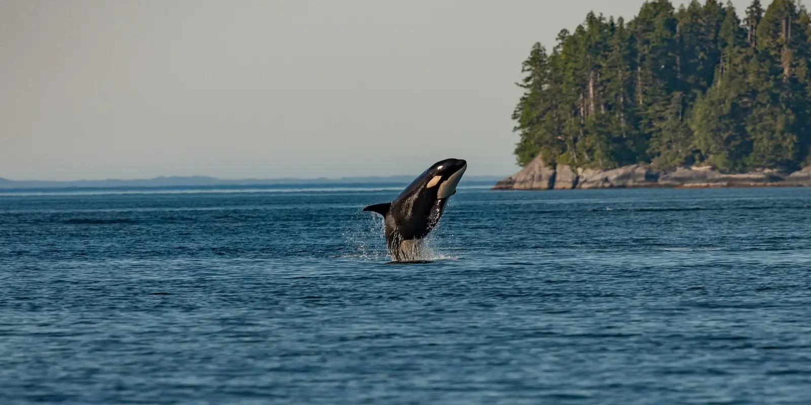 Orca whale breaching from blue ocean water with forested island coastline in background.