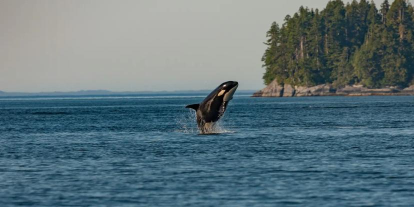 Orcas (Killer Whales)