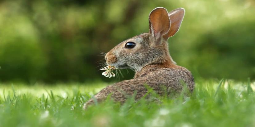 Rabbits (Bunnies)