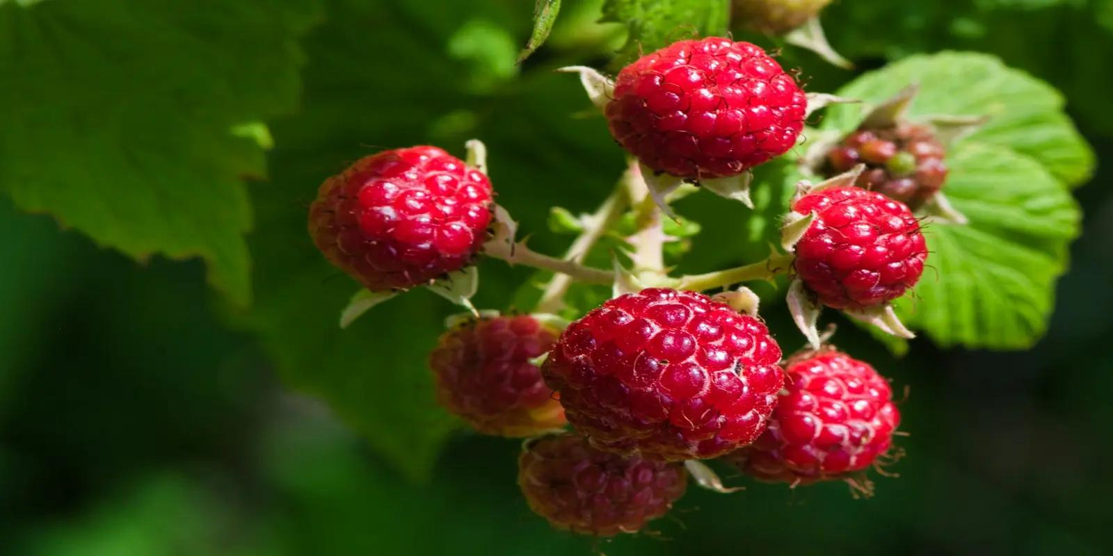 Fresh red raspberries growing on bush with green leaves in natural garden setting.
