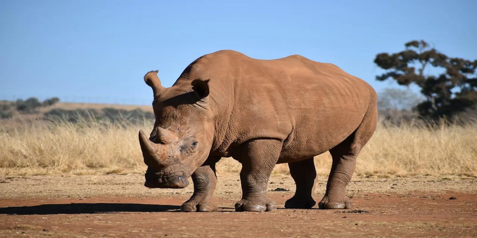 White rhinoceros standing in profile on dry savanna with tall grass and blue sky.