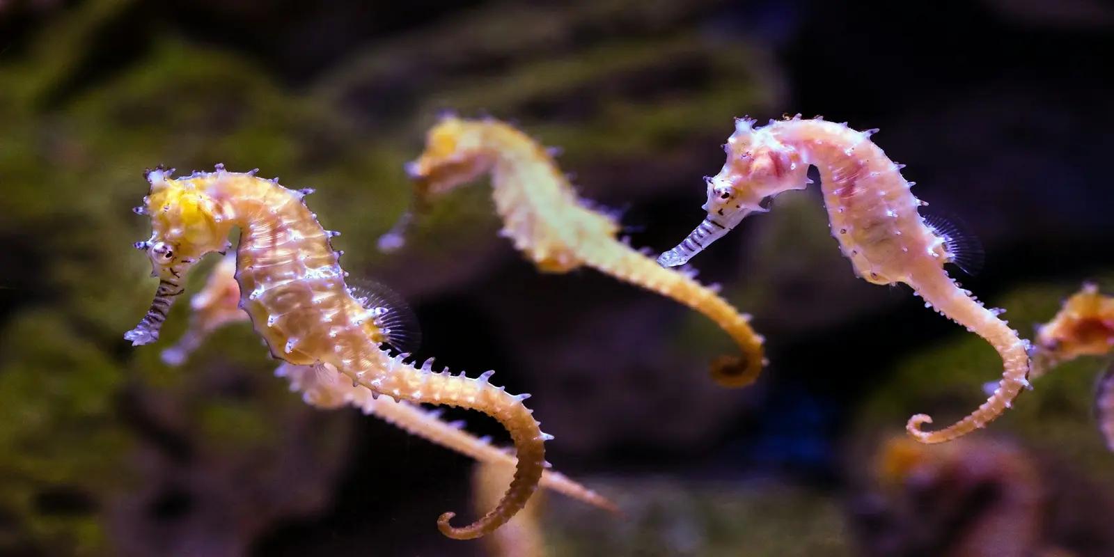 Pink and yellow seahorses swimming in blue water, with blurred aquatic vegetation in the background.
