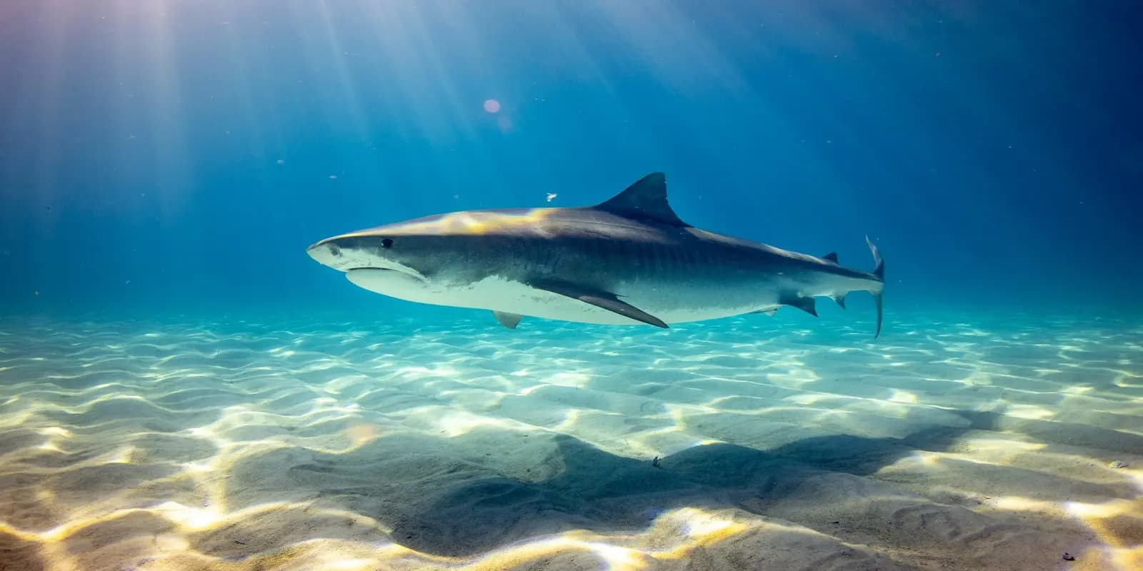 Shark swimming over sandy ocean floor with sunlight filtering through clear blue water.