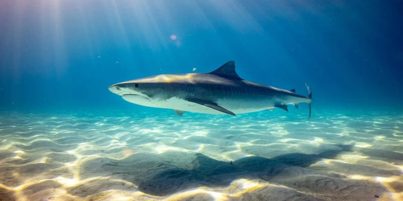 Sharks
